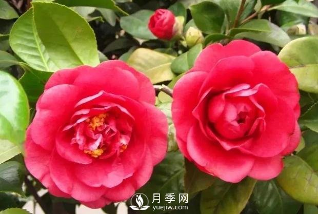 美麗鄉(xiāng)村建設(shè)，種什么花卉苗木比較好？已選月季(圖7)
