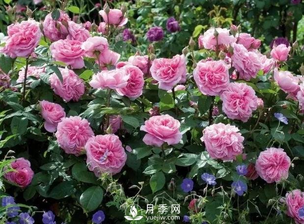 美麗鄉(xiāng)村建設(shè)，種什么花卉苗木比較好？已選月季(圖8)