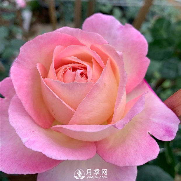 破曉月季，一款濃香型的灌木月季(圖1)
