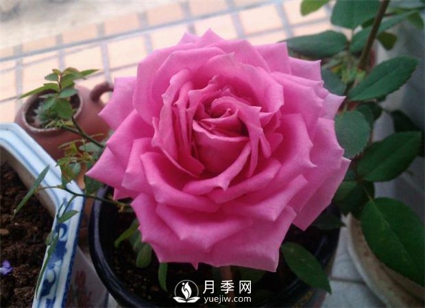 不眠芳香月季，以香味出名的豐花月季滿屋飄香(圖1)
