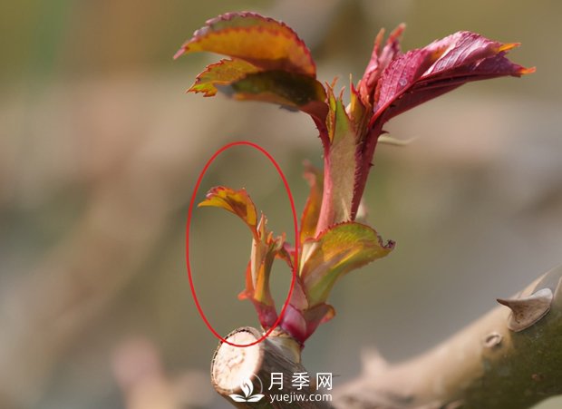 月季芽太多，要不要抹？(圖2)