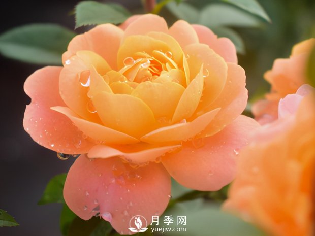 月季芽太多，要不要抹？(圖3)