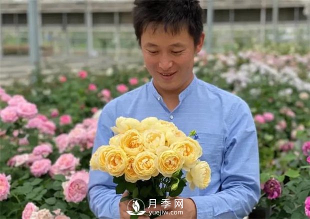 歌笛月季，一個(gè)被世界月季委員會(huì)**選擇的月季品種(圖2)