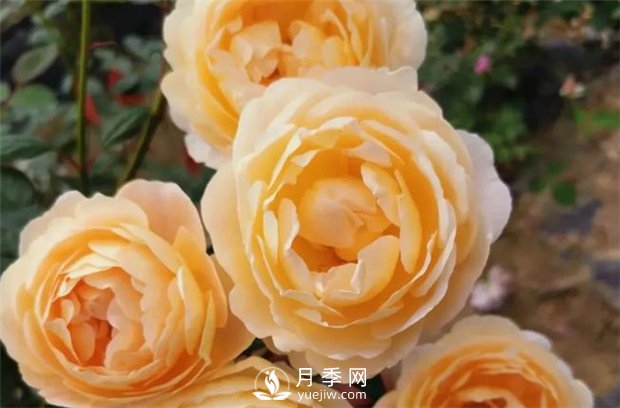 歌笛月季，一個(gè)被世界月季委員會(huì)**選擇的月季品種(圖3)