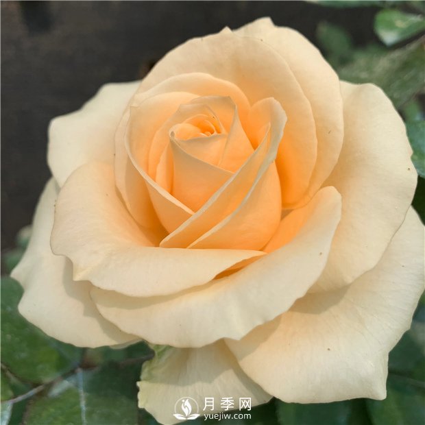 蜜桃雪山月季，杏黃色切花月季，溫柔有你(圖3)