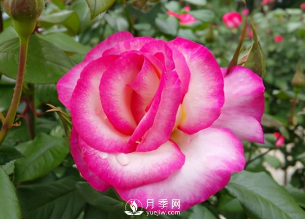 3.12植樹節(jié)，你了解多少？(圖1)