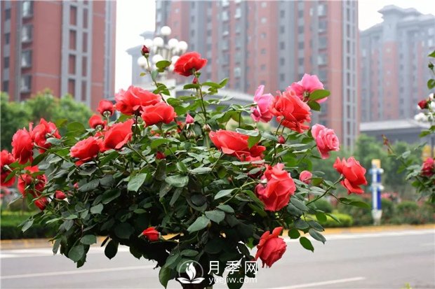 景觀樹知識(shí)大全，苗木人必備(圖1)