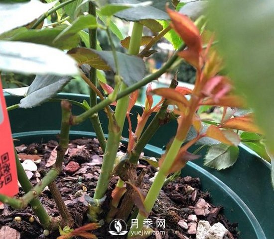 三月月季花正確的打頂方法，漂亮株型(圖1)