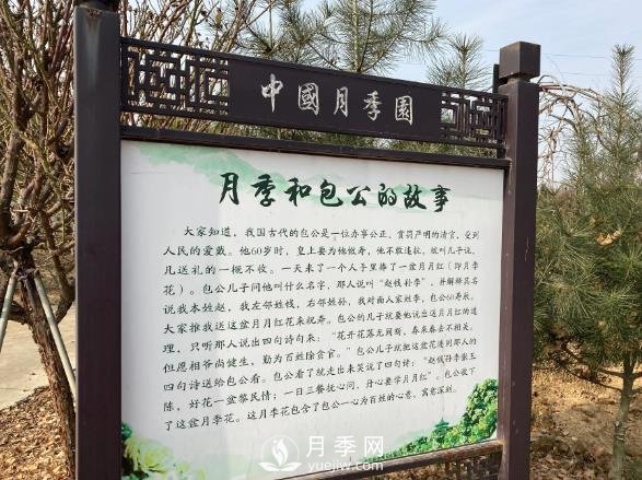 南陽中國月季園，包公和月季的故事(圖1)