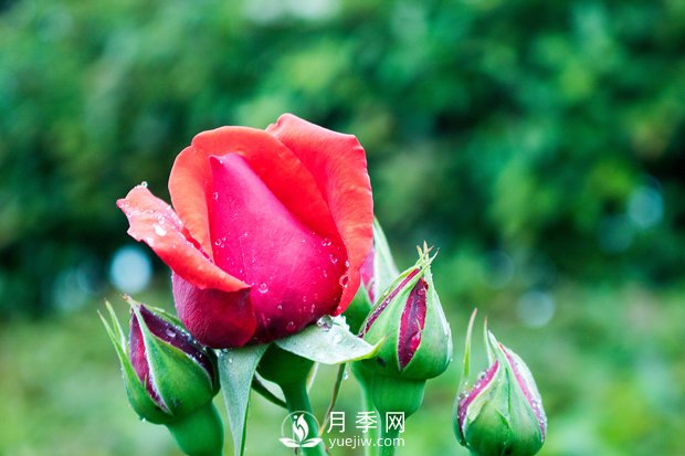 月季施肥和月季冬天養(yǎng)護(hù)，花友心得(圖1)