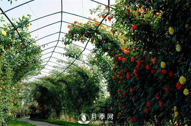 月季(紅蜘蛛、白粉病、黑斑病)防治及施肥技巧(圖1)