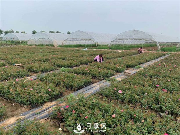 發(fā)酵有機(jī)肥不徹底對月季的危害你知道嗎？(圖1)