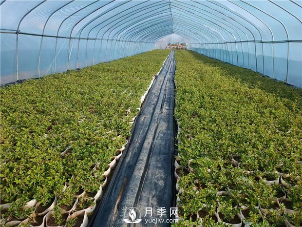 月季該如何緩苗你知道嗎？(花友的經(jīng)驗總結(jié))(圖1)