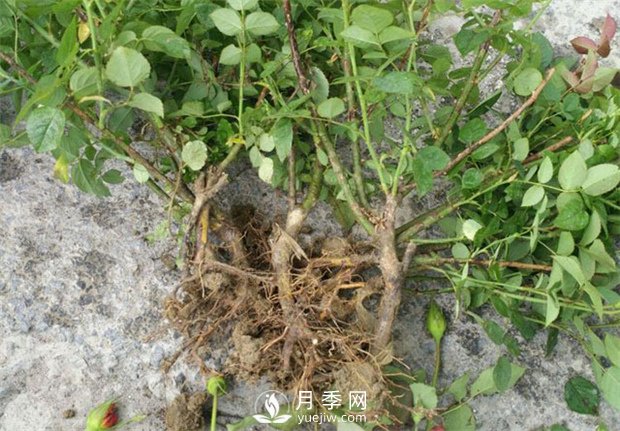裸根的月季該如何種植？南陽(yáng)大田月季基地告訴你(圖1)