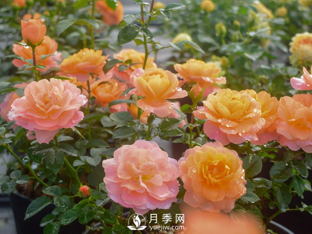 南陽月季花的實(shí)用修剪教程是什么？(圖1)