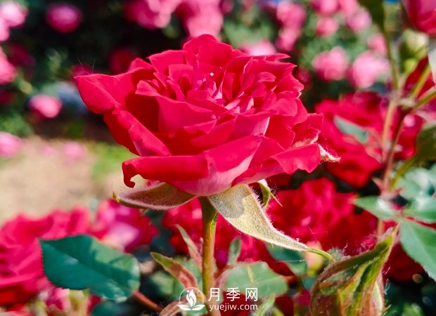 怎樣讓月季開更多更大的花？(圖1)