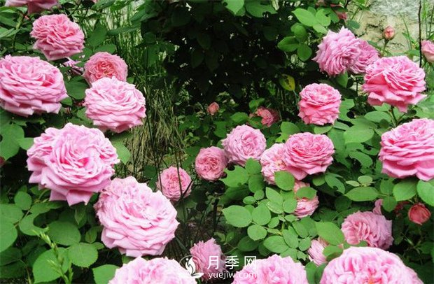 月季花為何越開越小，南陽月季你知道原因嗎？(圖1)