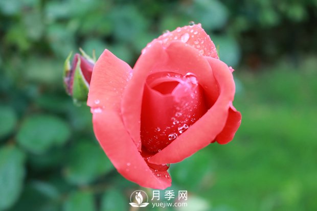 月季入秋后，我們應(yīng)該怎么去養(yǎng)護(hù)？(圖1)