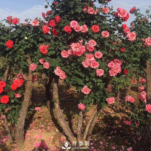 南陽月季之鄉(xiāng)，全國月季中心，批發(fā)品種齊全(圖2)
