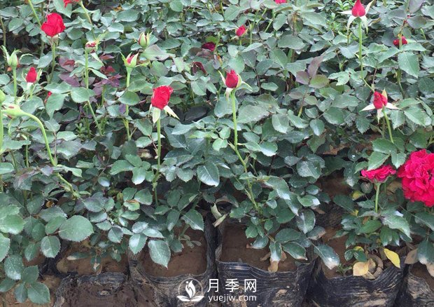 盆栽月季花該如何養(yǎng)殖？方法很簡單哦(圖1)