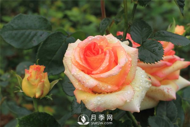 月季是怎么繁殖的？5種月季的繁殖方法(圖1)