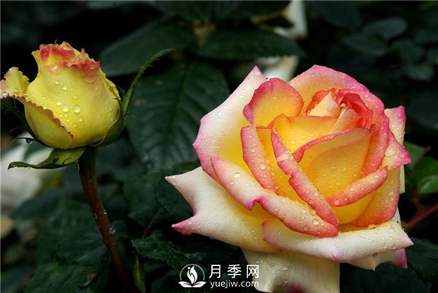 133萬公頃！中國(guó)苗木花卉產(chǎn)量世界**！(圖1)