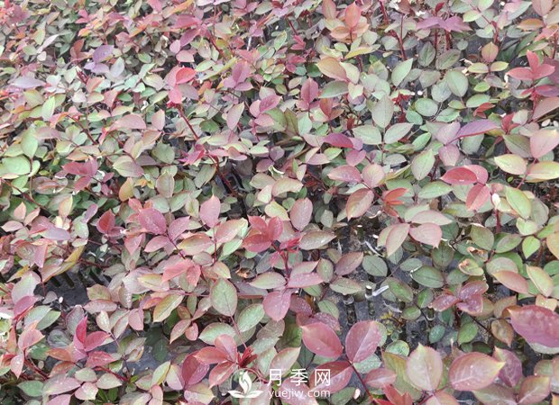 南陽月季小苗3月長勢(shì)茁壯，4月進(jìn)入上市售賣期(圖1)