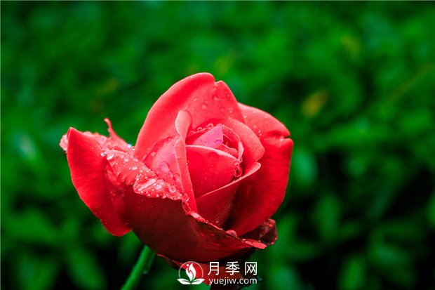 怎樣養(yǎng)殖大花月季？有什么技巧？(圖1)