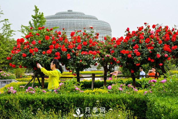 樹(shù)狀月季是怎么培養(yǎng)出來(lái)的？怎樣才能達(dá)到造型漂亮？(圖1)