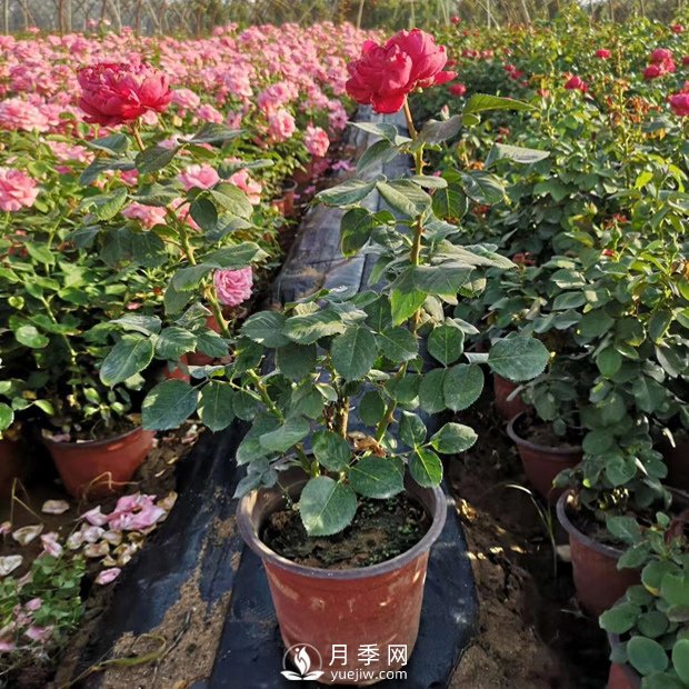盆栽月季種植技術(圖1)