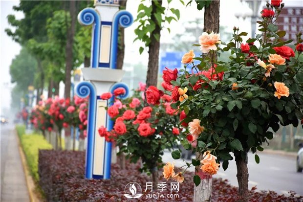 樹狀月季有哪些優(yōu)點？(圖1)