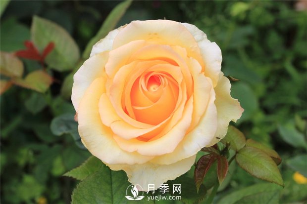 大花月季種植水肥如何管理？(圖1)