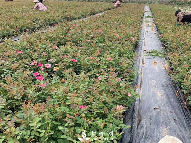 盆栽月季該怎么整形修剪？(圖1)