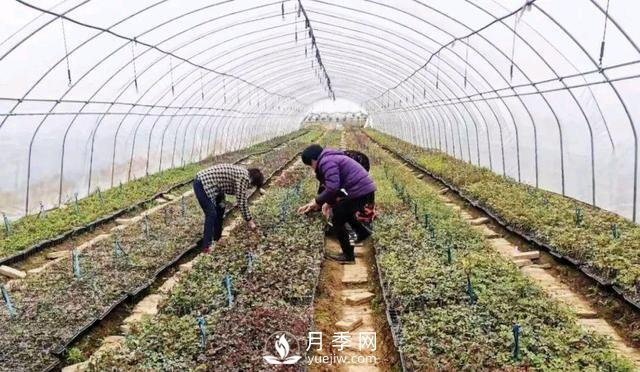 南陽(yáng)臥龍：“直播帶貨”帶火月季產(chǎn)業(yè)(圖3)