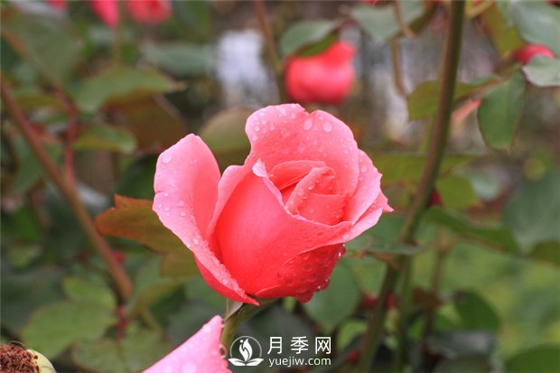 薔薇花、月季花和玫瑰花的區(qū)別(圖1)