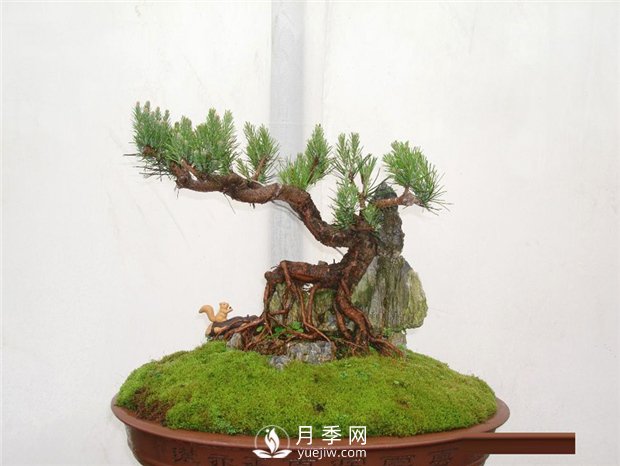 黑松盆景如何制作與養(yǎng)護(hù)？(圖1)