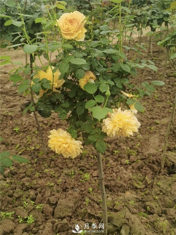 南陽小青桿月季批發(fā)，品種豐富花色多(圖3)