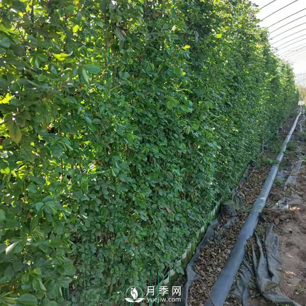 藤本月季網(wǎng)片批發(fā)價格(安吉拉、大游行)(圖1)