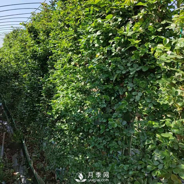 藤本月季網(wǎng)片批發(fā)價格(安吉拉、大游行)(圖2)