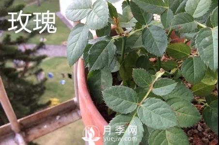 月季和玫瑰有什么區(qū)別？(圖2)