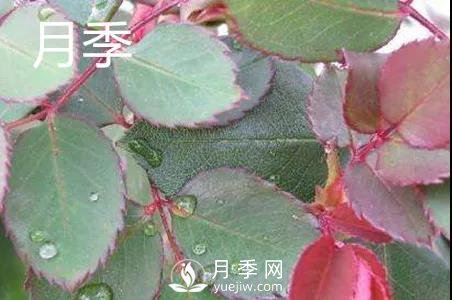 月季和玫瑰有什么區(qū)別？(圖1)