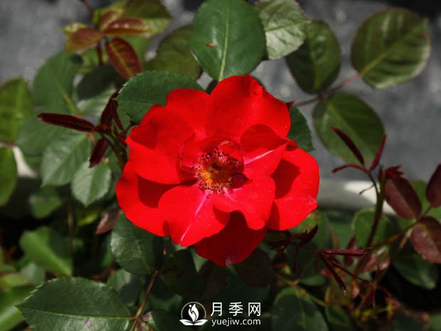豐花月季品種有哪些？哪個品種比較好？(圖2)