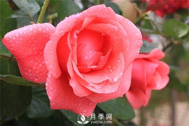 秋季園林苗木病蟲害防治知識，月季防治黑斑病(圖1)