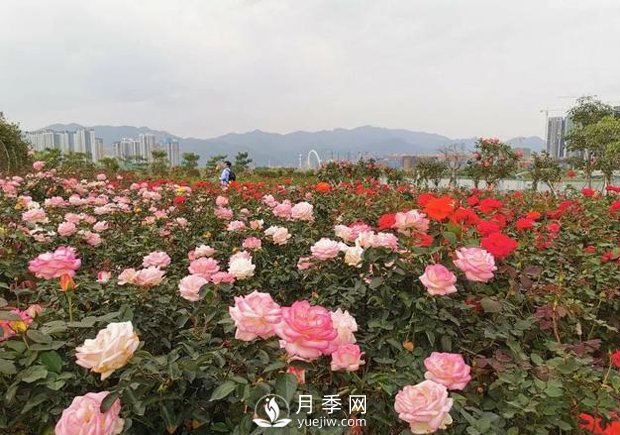 廣東肇慶硯陽湖景區(qū)月季島景觀(圖2)