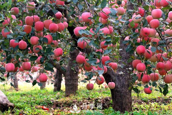 什么是果樹的枝干比、枝葉比、葉果比和產出比？(圖1)