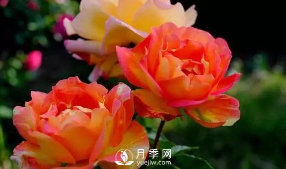 4月養(yǎng)月季需要4點(diǎn)，避免畸形，養(yǎng)出漂亮的月季花(圖1)