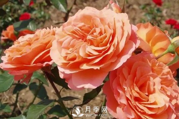 4月養(yǎng)月季需要4點(diǎn)，避免畸形，養(yǎng)出漂亮的月季花(圖3)