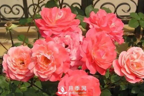 4月養(yǎng)月季需要4點(diǎn)，避免畸形，養(yǎng)出漂亮的月季花(圖2)
