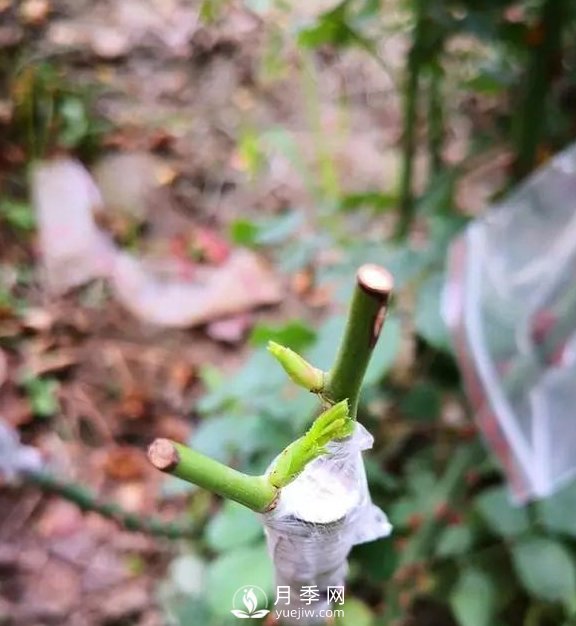 青島路邊月季美化，月季花比拳頭大，原來是樹狀月季(圖3)