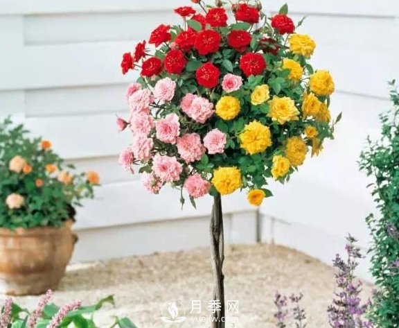 青島路邊月季美化，月季花比拳頭大，原來是樹狀月季(圖2)